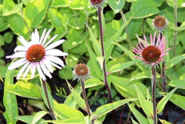 Zonnehoed (Echinacea Purpurea 'Augustkönigin')