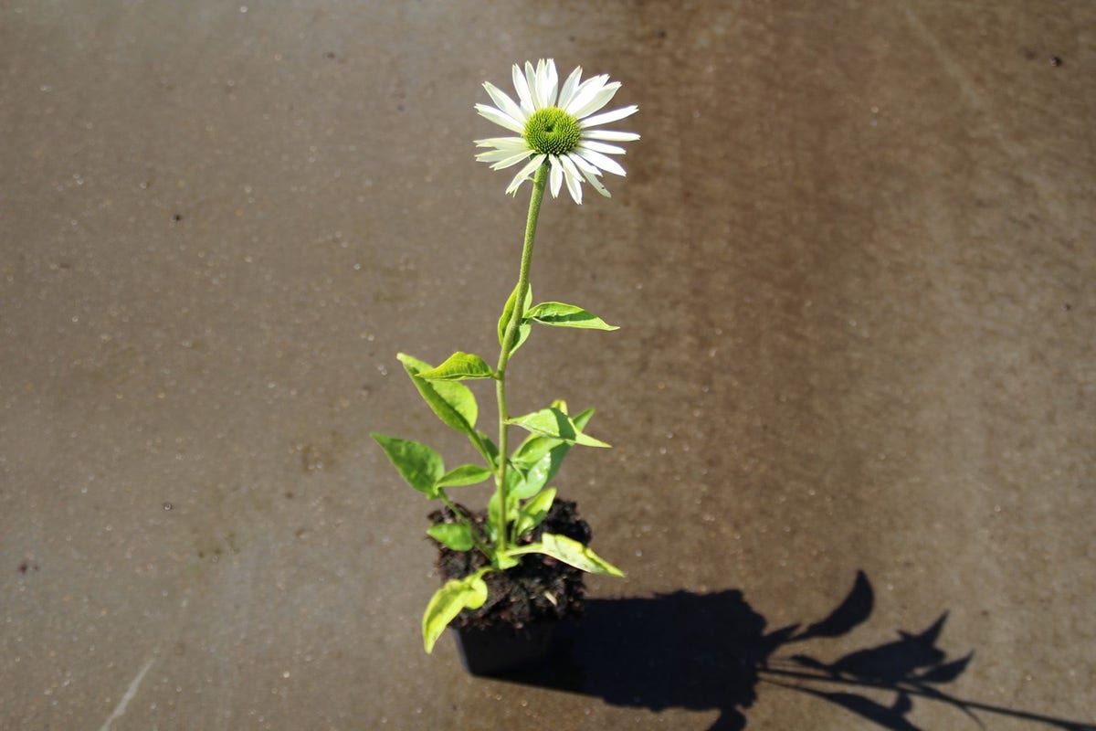  Zonnehoed (Echinacea Purpurea 'Virgin')