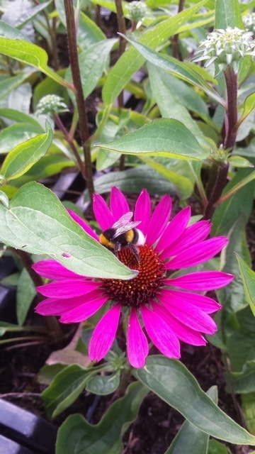 Zonnehoed (Echinacea Purpurea 'J.S. Roho')