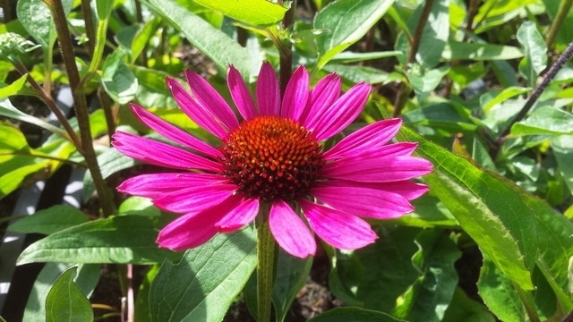  Zonnehoed (Echinacea Purpurea 'J.S. Roho')