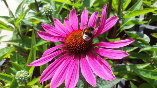  Zonnehoed (Echinacea Purpurea 'J.S. Roho')