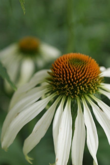 Zonnehoed (Echinacea Purpurea 'White Swan')