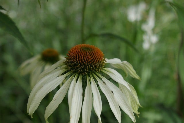  Zonnehoed (Echinacea Purpurea 'White Swan')