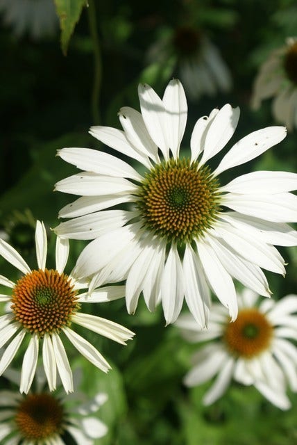  Zonnehoed (Echinacea Purpurea 'White Swan')