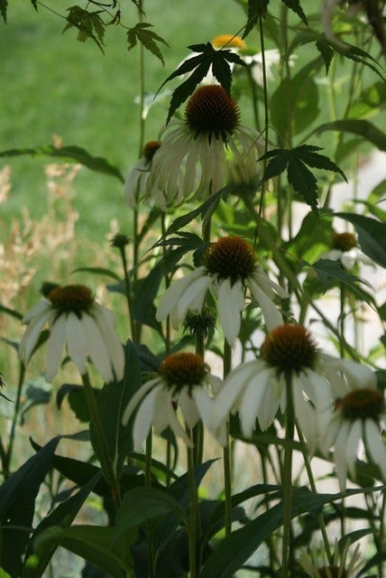  Zonnehoed (Echinacea Purpurea 'White Swan')