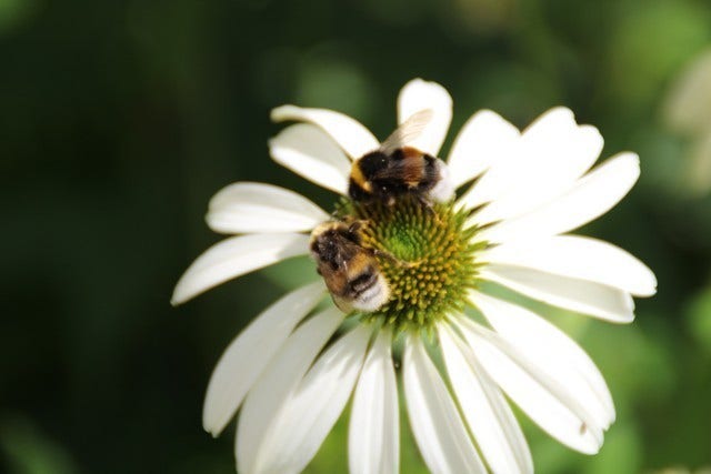  Zonnehoed (Echinacea Purpurea 'White Swan')