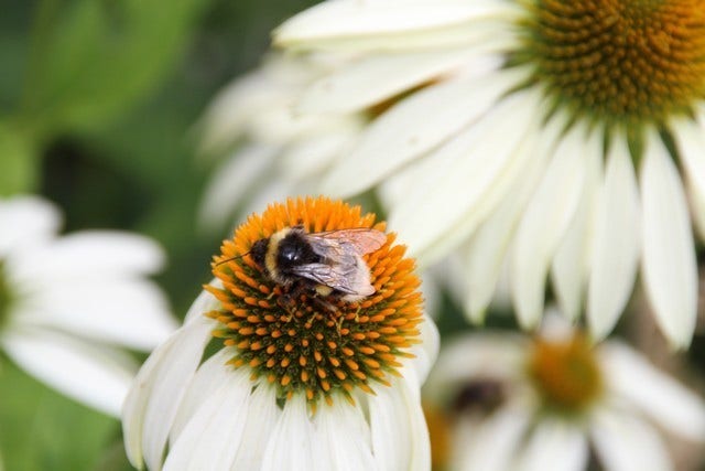  Zonnehoed (Echinacea Purpurea 'White Swan')