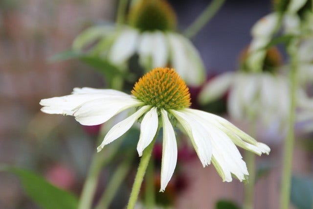  Zonnehoed (Echinacea Purpurea 'White Swan')