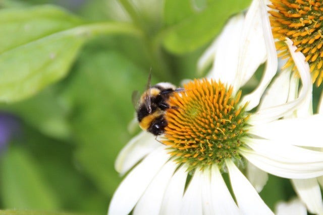  Zonnehoed (Echinacea Purpurea 'White Swan')