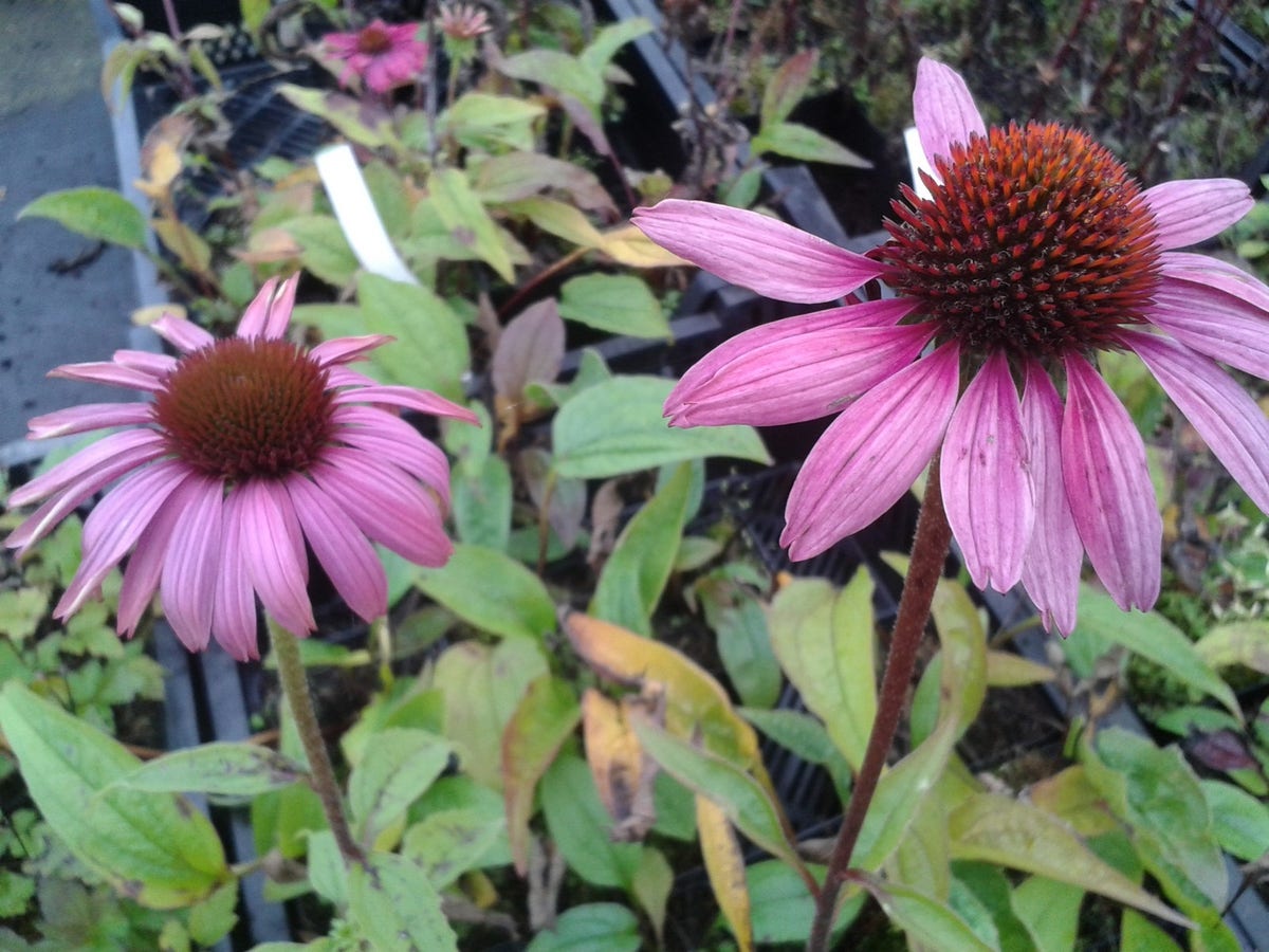  Zonnehoed (Echinacea Purpurea 'Pow Wow Wild Berry')