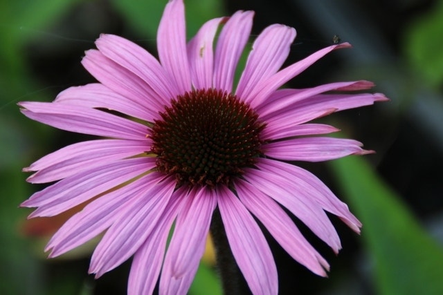  Zonnehoed (Echinacea Purpurea 'Augustkönigin')