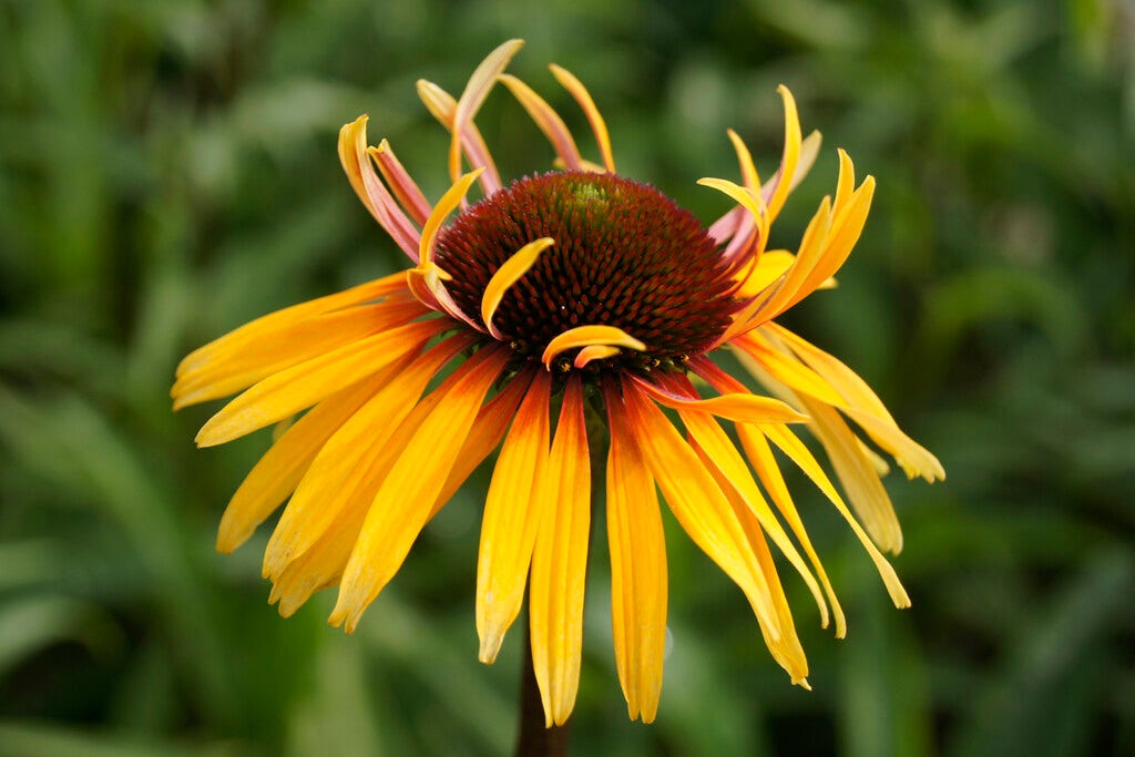  Zonnehoed (Echinacea Purpurea 'Funky Yellow')