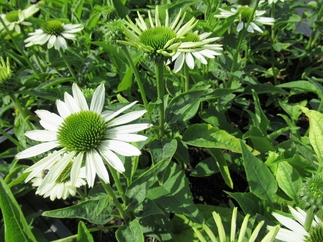  Zonnehoed (Echinacea Purpurea 'Virgin')