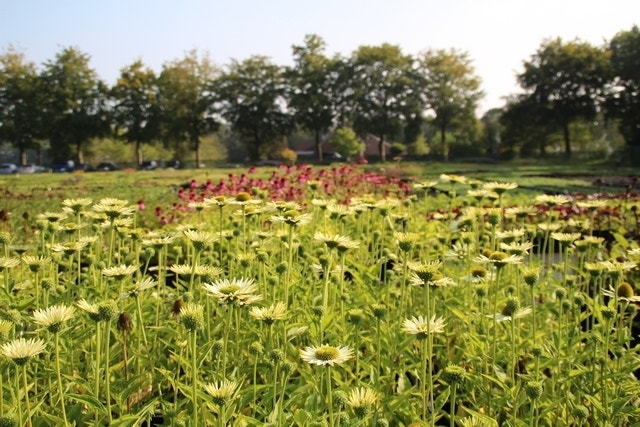  Zonnehoed (Echinacea Purpurea 'Virgin')