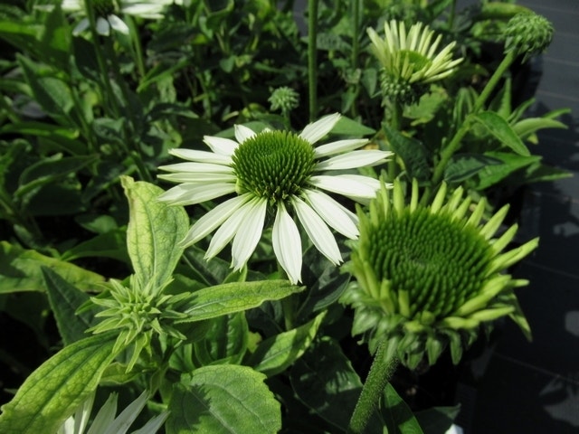  Zonnehoed (Echinacea Purpurea 'Virgin')