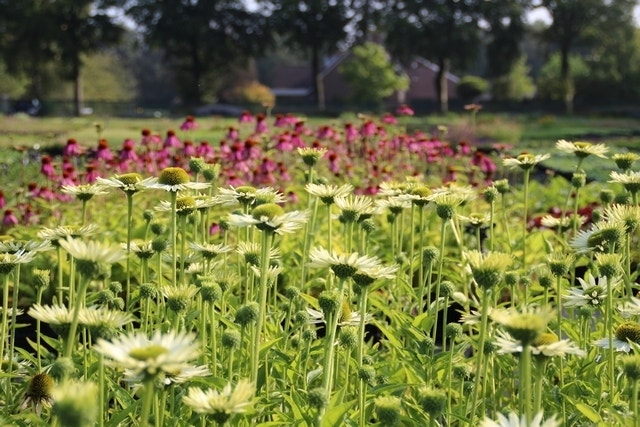  Zonnehoed (Echinacea Purpurea 'Virgin')