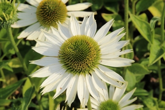  Zonnehoed (Echinacea Purpurea 'Virgin')