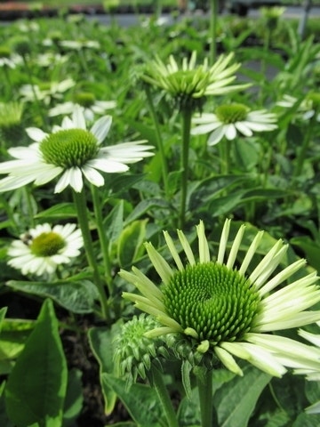  Zonnehoed (Echinacea Purpurea 'Virgin')