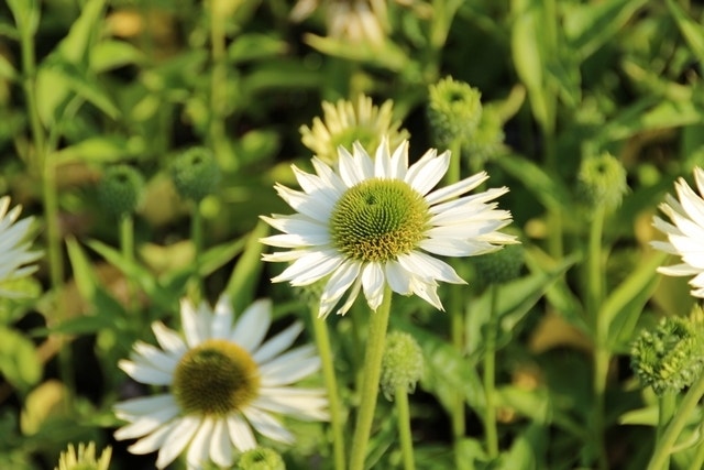  Zonnehoed (Echinacea Purpurea 'Virgin')