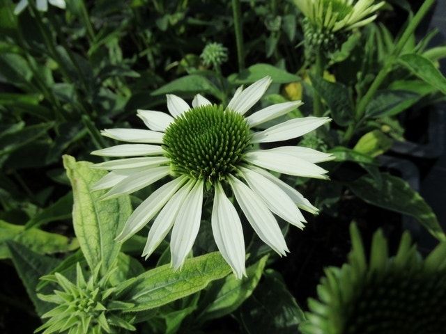  Zonnehoed (Echinacea Purpurea 'Virgin')