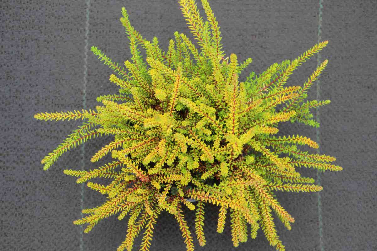  Kraaiheide Geel (Empetrum Nigrum 'Bernstein') 