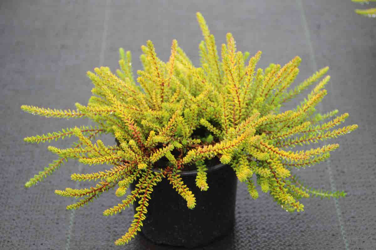  Kraaiheide Geel (Empetrum Nigrum 'Bernstein') 