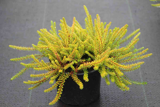  Kraaiheide Geel (Empetrum Nigrum 'Bernstein') 