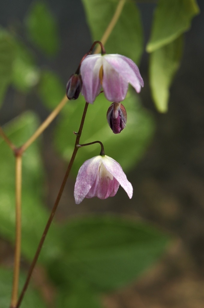  Elfenbloem (Epimedium Youngianum 'Roseum')
