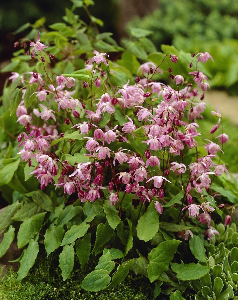  Elfenbloem (Epimedium Youngianum 'Roseum')