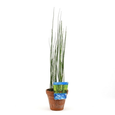  Holpijp (Equisetum Japonica)