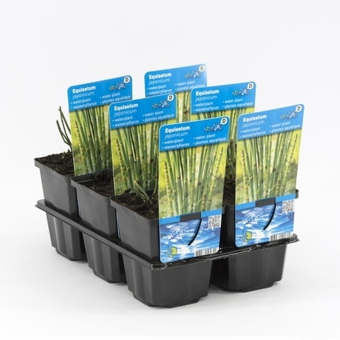  Holpijp (Equisetum Japonica)