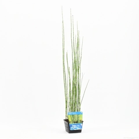  Holpijp (Equisetum Japonica)