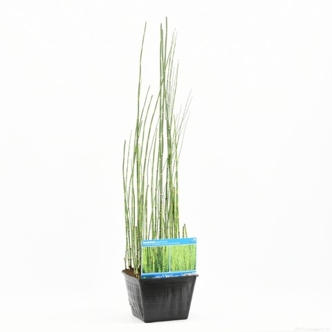  Holpijp (Equisetum Japonica)