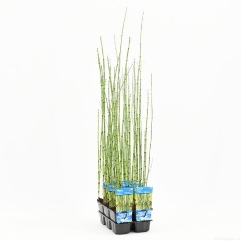  Holpijp (Equisetum Japonica)