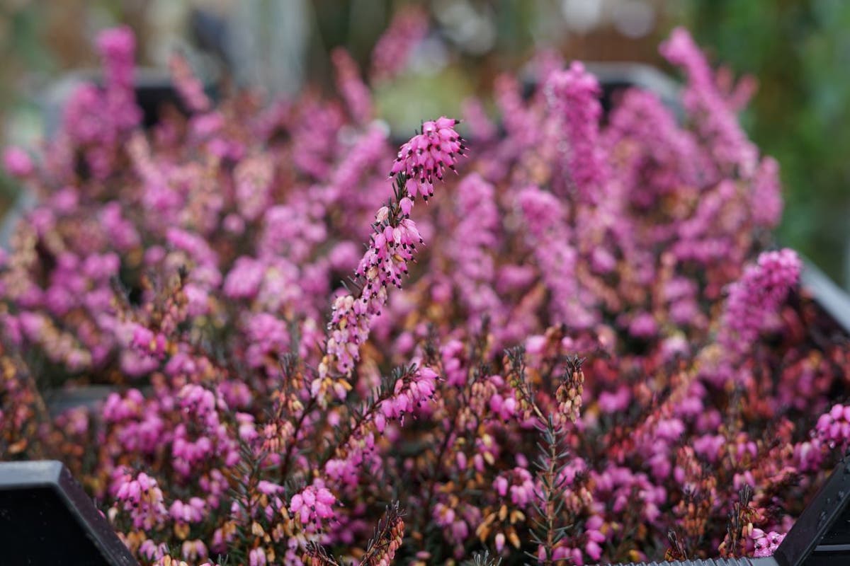  Rode Winterheide (Erica Darleyensis 'Kramer's Rote')