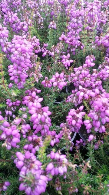  Dopheide (Erica Cinerea 'Pallas')