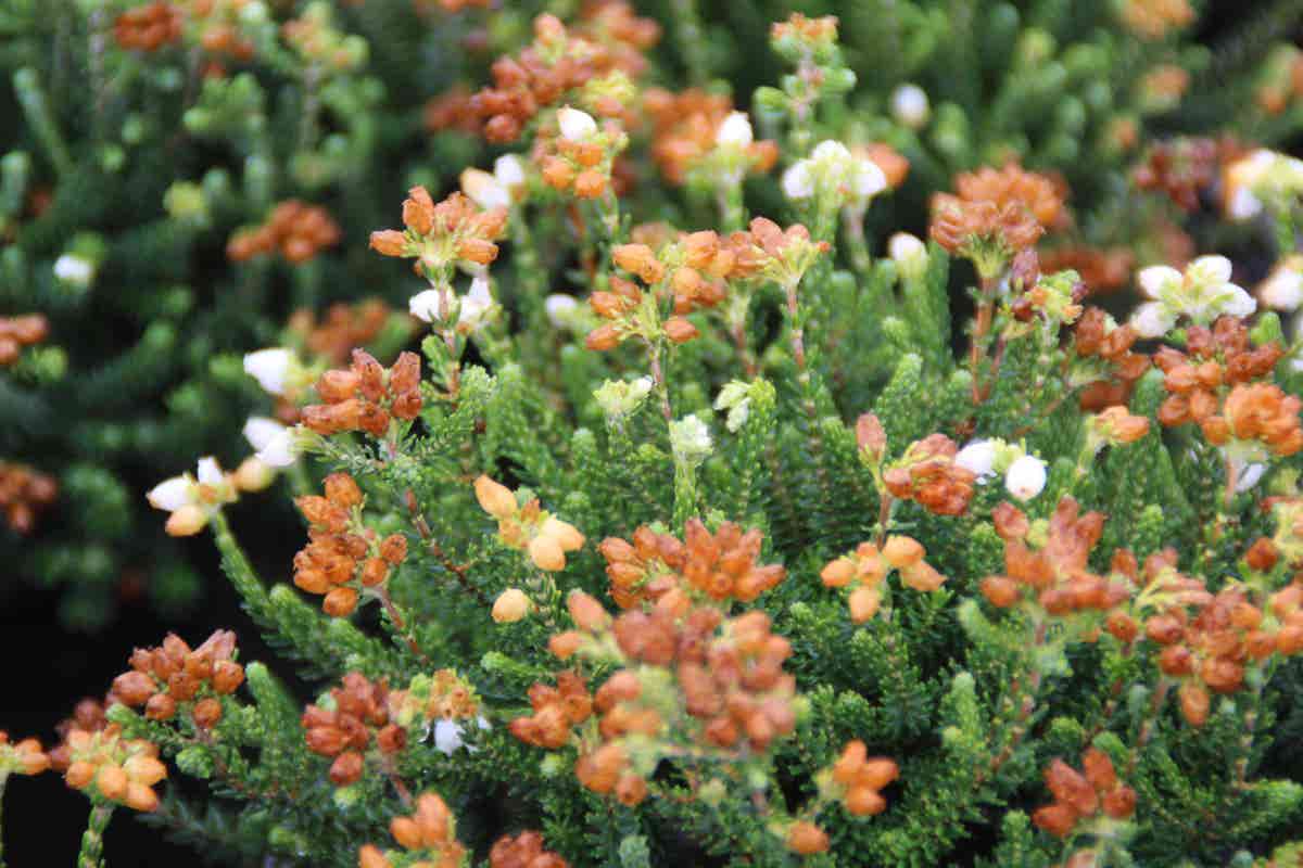  Dopheide (Erica Cinerea 'Alba')