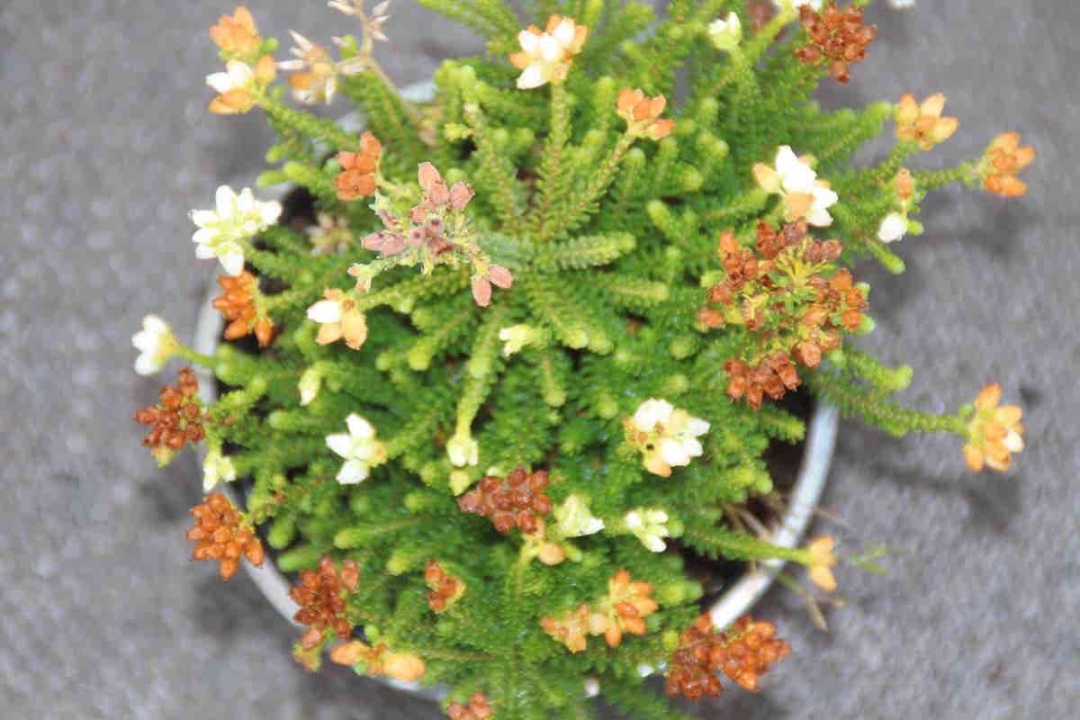  Dopheide (Erica Cinerea 'Alba')