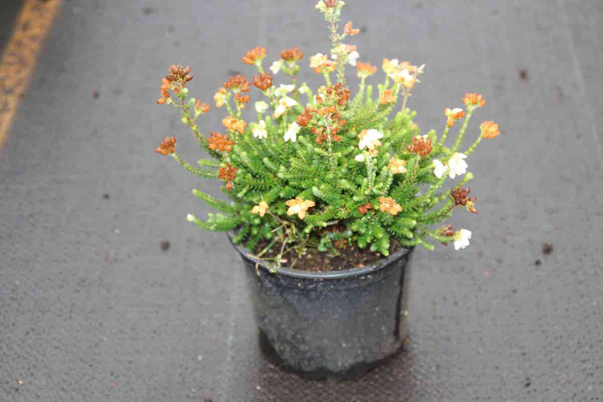  Dopheide (Erica Cinerea 'Alba')