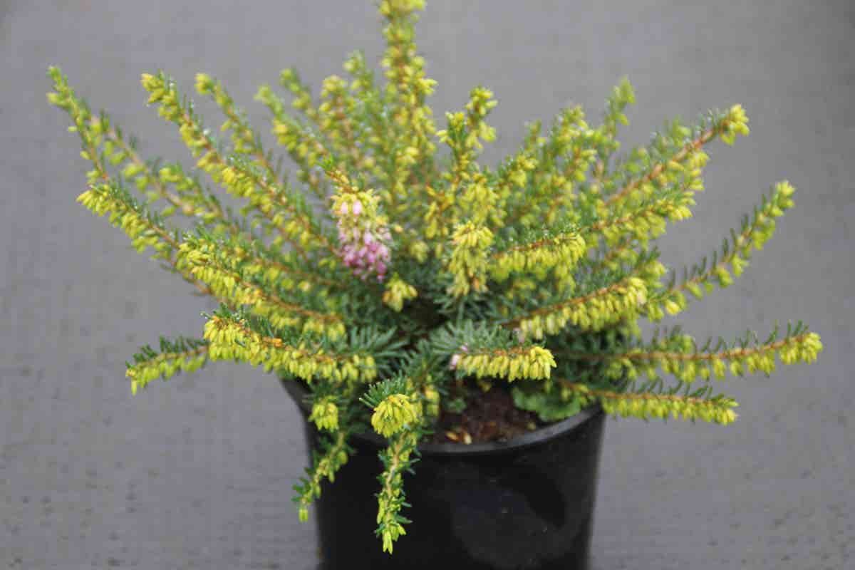  Winterheide Lila-roze (Erica Darleyensis 'Darley Dale')