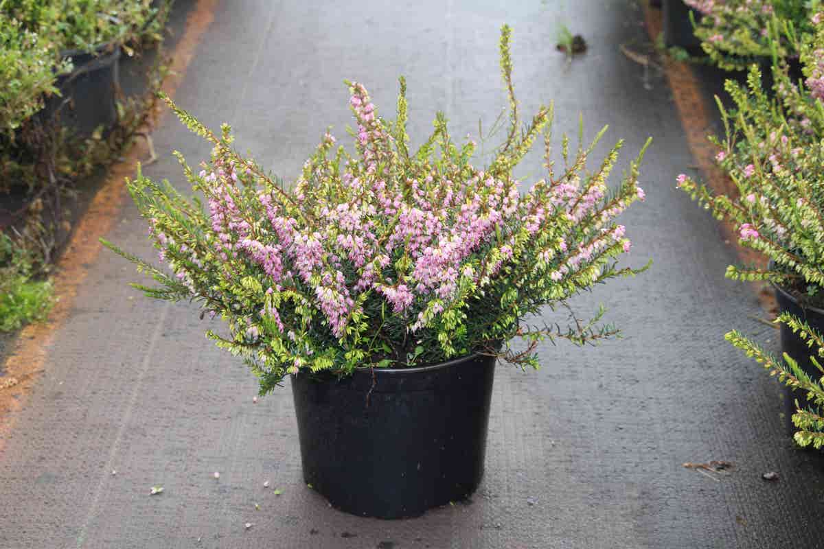  Winterheide Lila-roze (Erica Darleyensis 'Darley Dale')