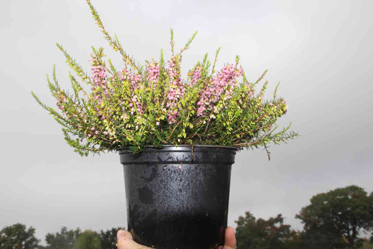  Winterheide Lila-roze (Erica Darleyensis 'Darley Dale')