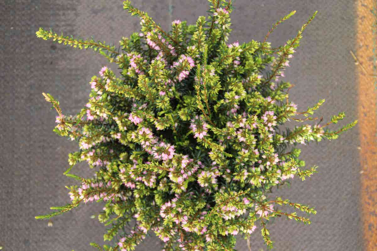 Winterheide Lila-roze (Erica Darleyensis 'Darley Dale')