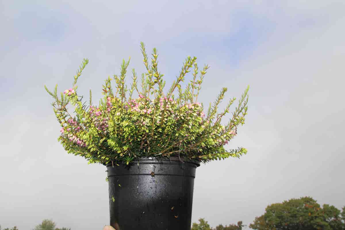  Winterheide Lila-roze (Erica Darleyensis 'Darley Dale')