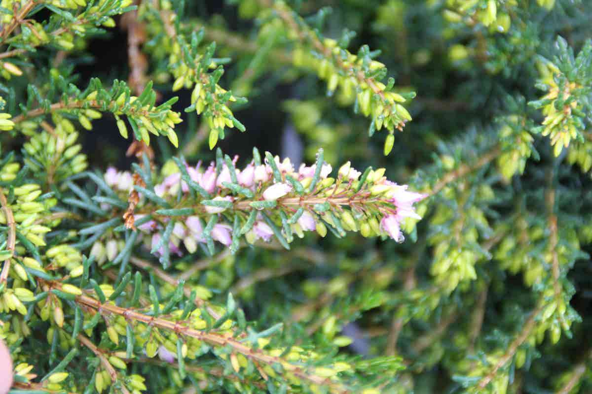  Winterheide Lila-roze (Erica Darleyensis 'Darley Dale')