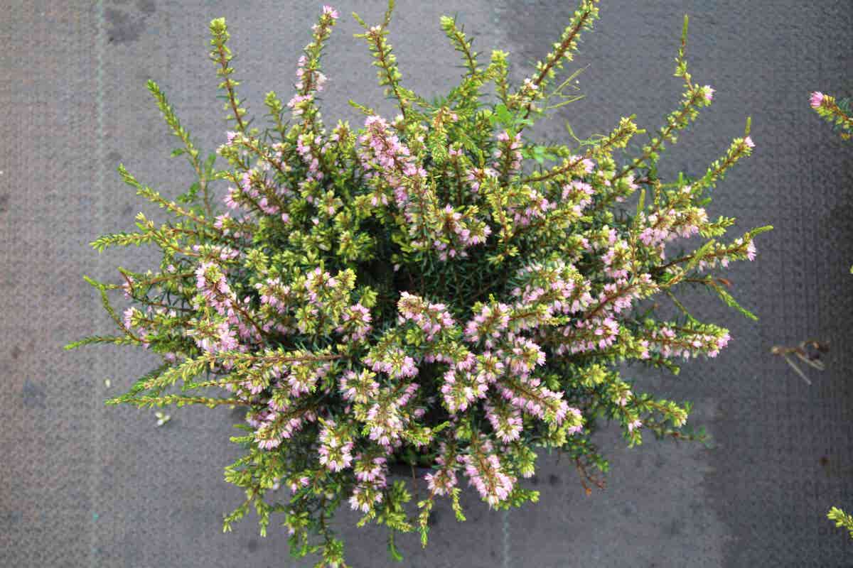 Winterheide Lila-roze (Erica Darleyensis 'Darley Dale')