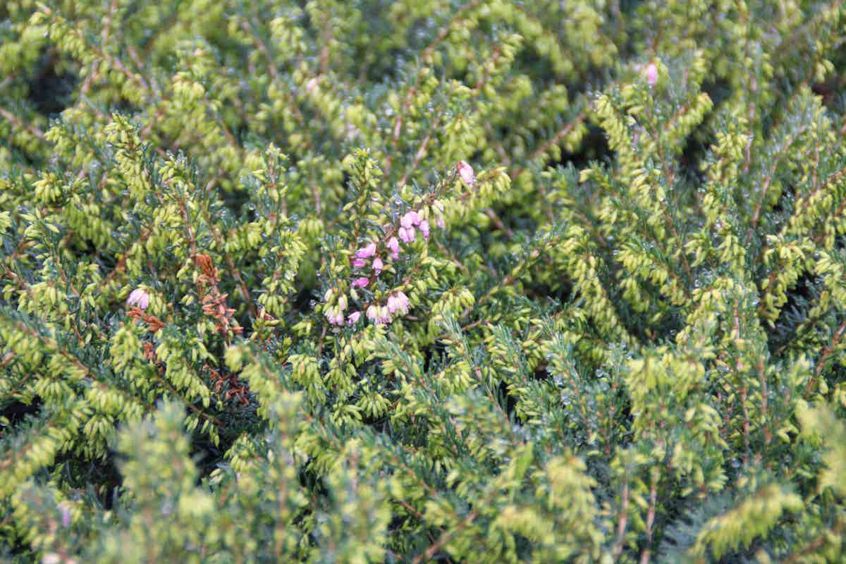  Roze Winterheide (Erica Darleyensis 'Ghost Hills')
