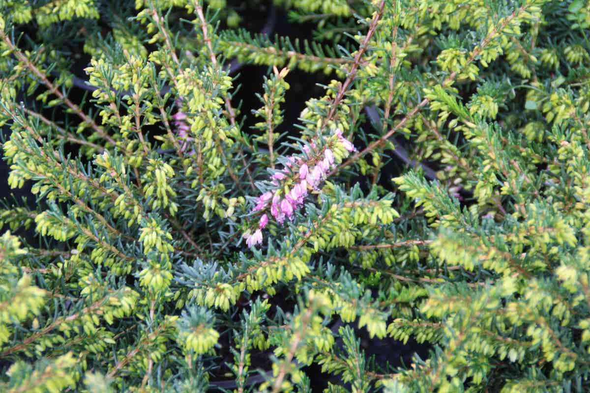  Roze Winterheide (Erica Darleyensis 'Ghost Hills')