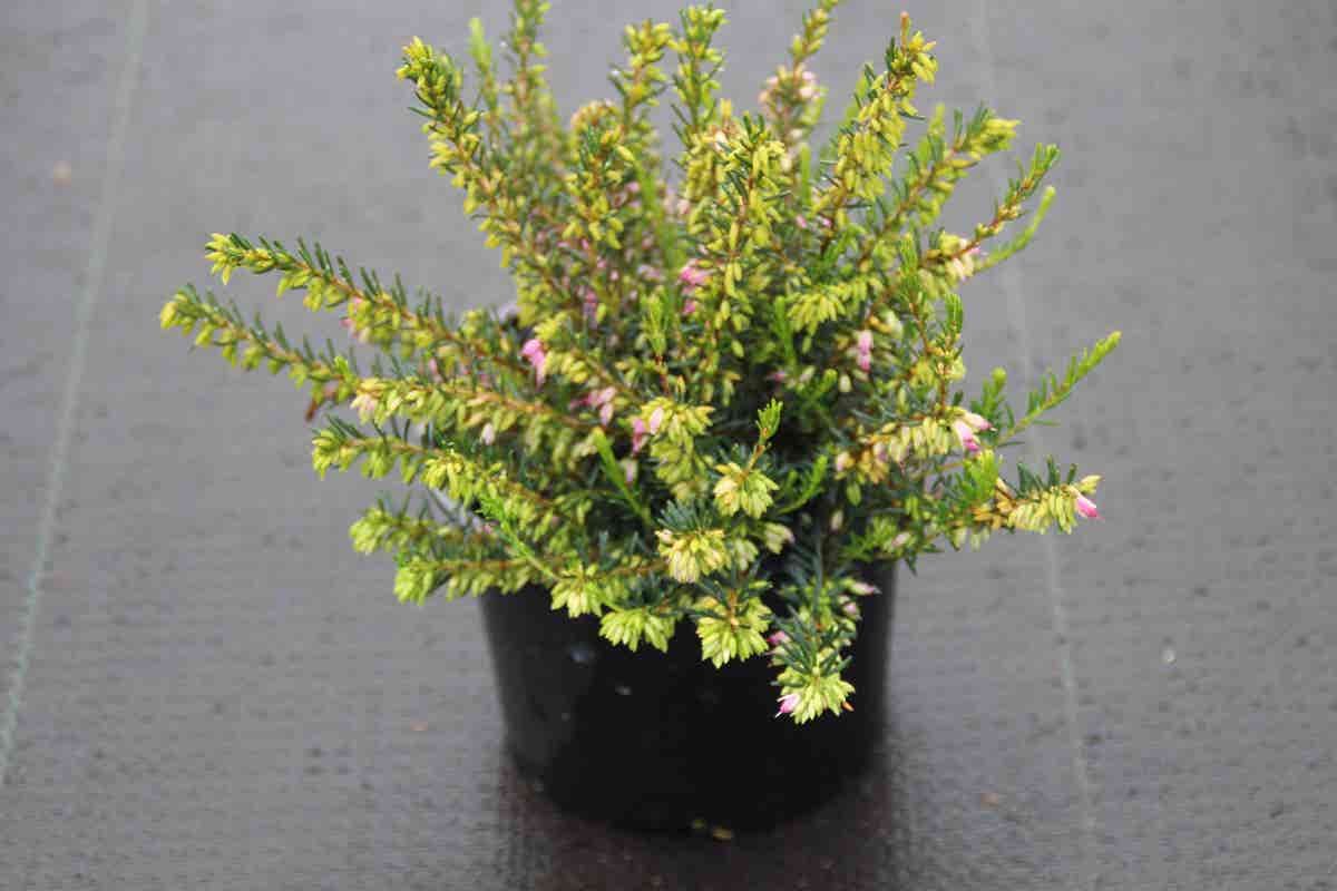  Roze Winterheide (Erica Darleyensis 'Ghost Hills')