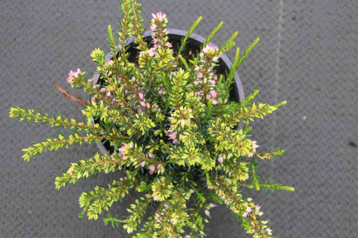  Roze Winterheide (Erica Darleyensis 'Ghost Hills')
